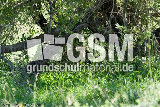 leopard (56 von 60).jpg